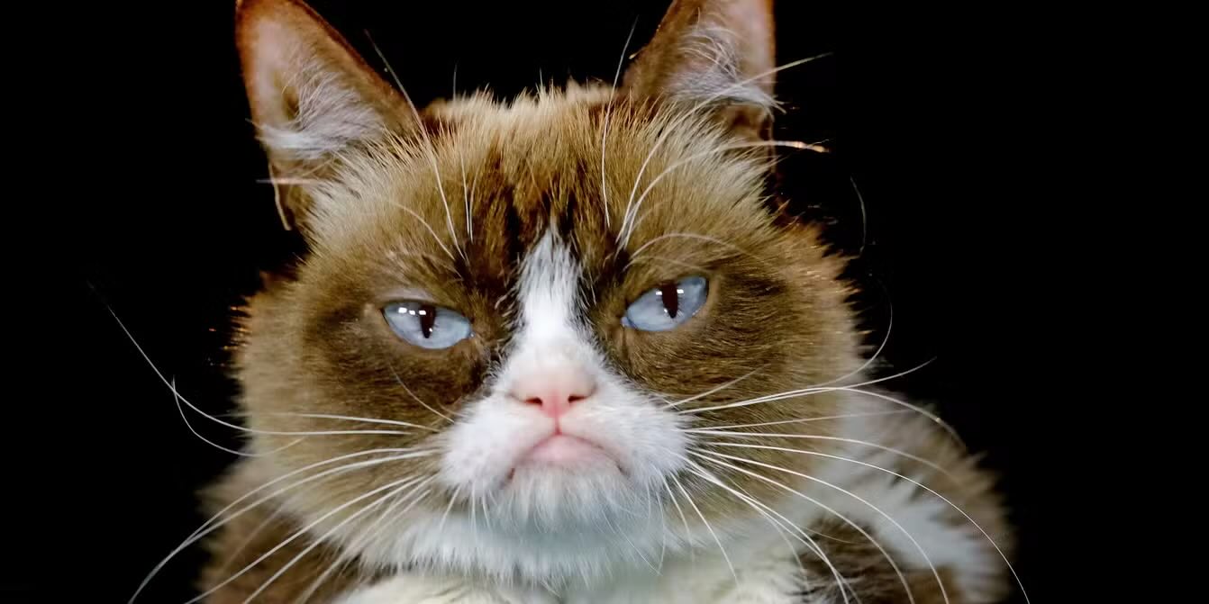 grumpy cat